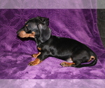 Small #5 Dachshund