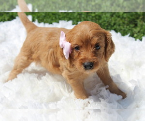 Goldendoodle Puppy for sale in SOMERSET, OH, USA