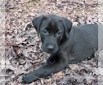 Small Photo #2 Mutt Puppy For Sale in Cary, NC, USA
