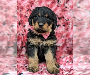 Rottle Puppy for sale in KIRKWOOD, PA, USA