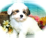 Small #2 ShihPoo