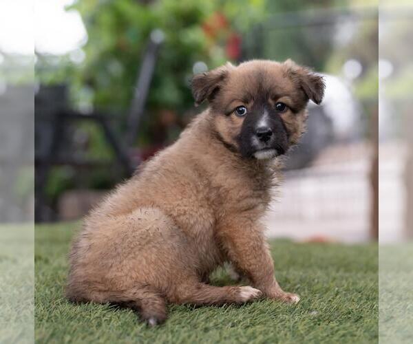 Medium Photo #3 Labrador Retriever-Unknown Mix Puppy For Sale in San Diego, CA, USA