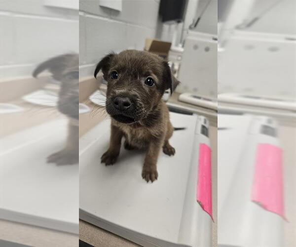 Medium Photo #1 Labrador Retriever-Unknown Mix Puppy For Sale in Corpus Christi, TX, USA