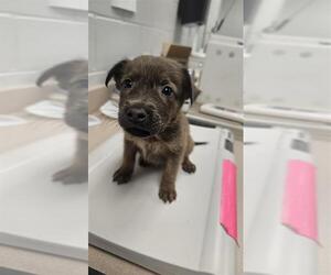 Labrador Retriever-Unknown Mix Dogs for adoption in Corpus Christi, TX, USA