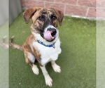 Small #1 Anatolian Shepherd Mix