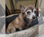 Small #1 Chihuahua
