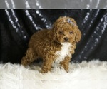 Small Photo #45 Poodle (Miniature) Puppy For Sale in WARSAW, IN, USA