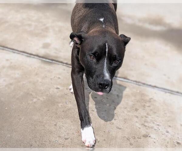 Medium Photo #1 American Pit Bull Terrier-Unknown Mix Puppy For Sale in Denver, CO, USA