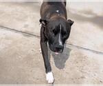 Small American Pit Bull Terrier Mix