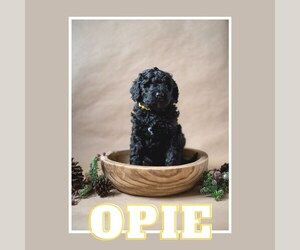 Bernedoodle Puppy for sale in BENTONVILLE, AR, USA