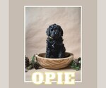 Small Photo #1 Bernedoodle Puppy For Sale in BENTONVILLE, AR, USA