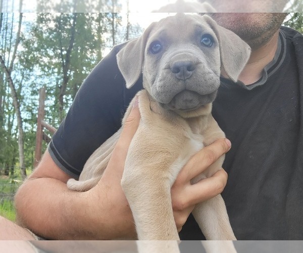 Medium Photo #4 Cane Corso Puppy For Sale in BELLINGHAM, WA, USA