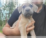 Small Photo #4 Cane Corso Puppy For Sale in BELLINGHAM, WA, USA
