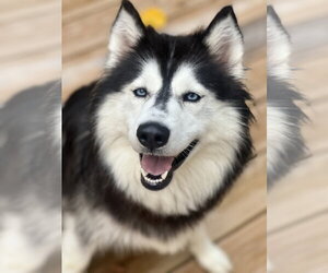 Siberian Husky Dogs for adoption in Cary, NC, USA