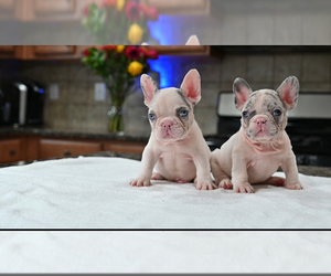 French Bulldog Litter for sale in DECATUR, GA, USA