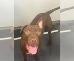Small #1 American Pit Bull Terrier