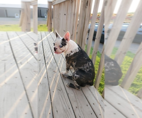 Medium Photo #1 Faux Frenchbo Bulldog Puppy For Sale in SAND LAKE, MI, USA