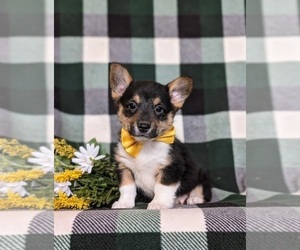 Pembroke Welsh Corgi Puppy for sale in CHRISTIANA, PA, USA