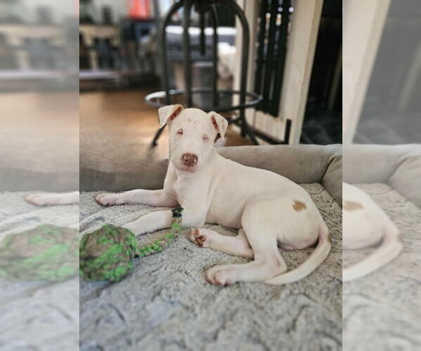 Medium Photo #3 American Pit Bull Terrier-Unknown Mix Puppy For Sale in Raleigh, NC, USA