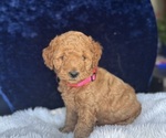 Small Photo #45 Goldendoodle (Miniature) Puppy For Sale in SAN FERNANDO, CA, USA