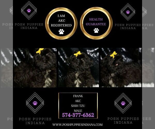 Medium Photo #4 Shih Tzu Puppy For Sale in WARSAW, IN, USA