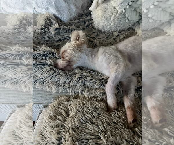 Medium Photo #9 Mutt Puppy For Sale in Houston, TX, USA