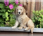 Small Photo #3 Goldendoodle Puppy For Sale in PITTSBURG, CA, USA