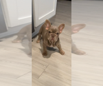 Small #5 French Bulldog