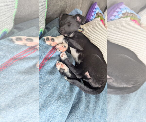 Medium Photo #3 Mutt Puppy For Sale in Bellevue, WA, USA