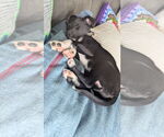 Small #2 Mutt