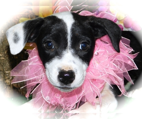 Medium Photo #1 Australian Cattle Dog-Border Collie Mix Puppy For Sale in HAMMOND, IN, USA