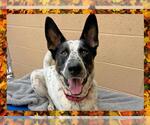 Small #4 German Shepherd Dog Mix