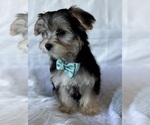 Small #2 Morkie