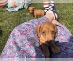 Puppy 1 Dachshund-Jack Russell Terrier Mix