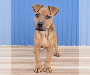 Koa - Male Mutt Dog for Adoption - Photo #3