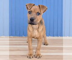 Small Photo #3 Mutt Puppy For Sale in Lakewood, CO, USA