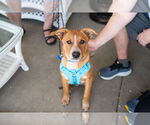 Small #5 Mutt