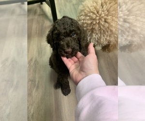 Poodle (Standard) Puppy for sale in CREAL SPRINGS, IL, USA