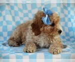 Small Photo #5 Cavapoo (Miniature) Puppy For Sale in LIBERTY, KY, USA
