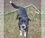Small #4 Catahoula Leopard Dog Mix