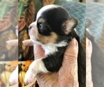 Small #4 Chihuahua