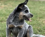 Small #7 Australian Cattle Dog