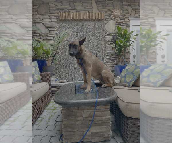 Medium Photo #1 Mutt Puppy For Sale in Imlay City, MI, USA