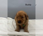 Small #1 Golden Retriever