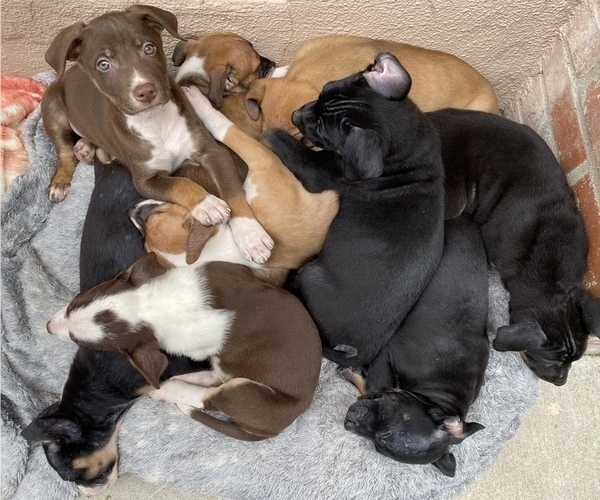 Medium Photo #1 German Shepherd Dog-Rhodesian Ridgeback Mix Puppy For Sale in FREMONT, CA, USA