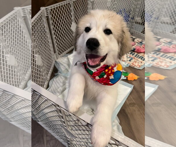Medium Photo #2 Great Pyrenees Puppy For Sale in Croydon, NH, USA