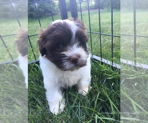 Havanese Puppy for Sale in ADA, Michigan USA