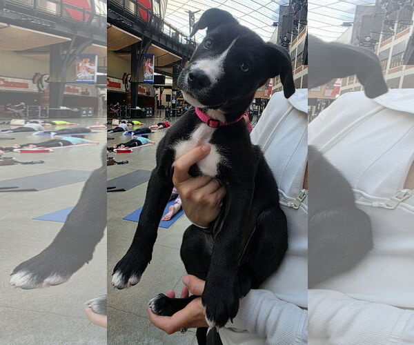 Medium Photo #1 American Pit Bull Terrier-Labrador Retriever Mix Puppy For Sale in Clarkston, MI, USA