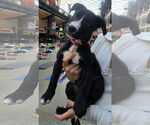 Small American Pit Bull Terrier-Labrador Retriever Mix