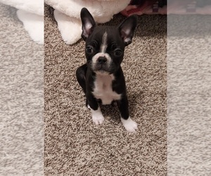 Boston Terrier Puppy for sale in FLORENCE, AZ, USA